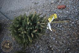 White Spruce 4ft.