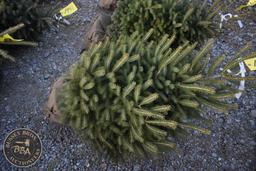 White Spruce 4ft.