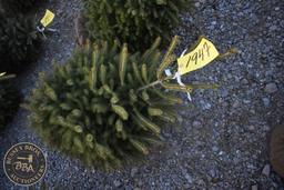 White Spruce 4ft.