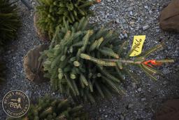 White Spruce 3ft