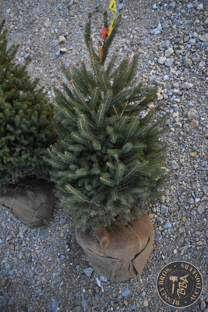 Black Hill Spruce 3ft.