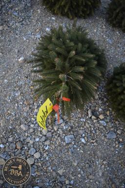 Black Hill Spruce 3ft.
