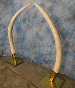 PAIR OF ELEPHANT TUSK  (TX RESIDENTS ONLY)