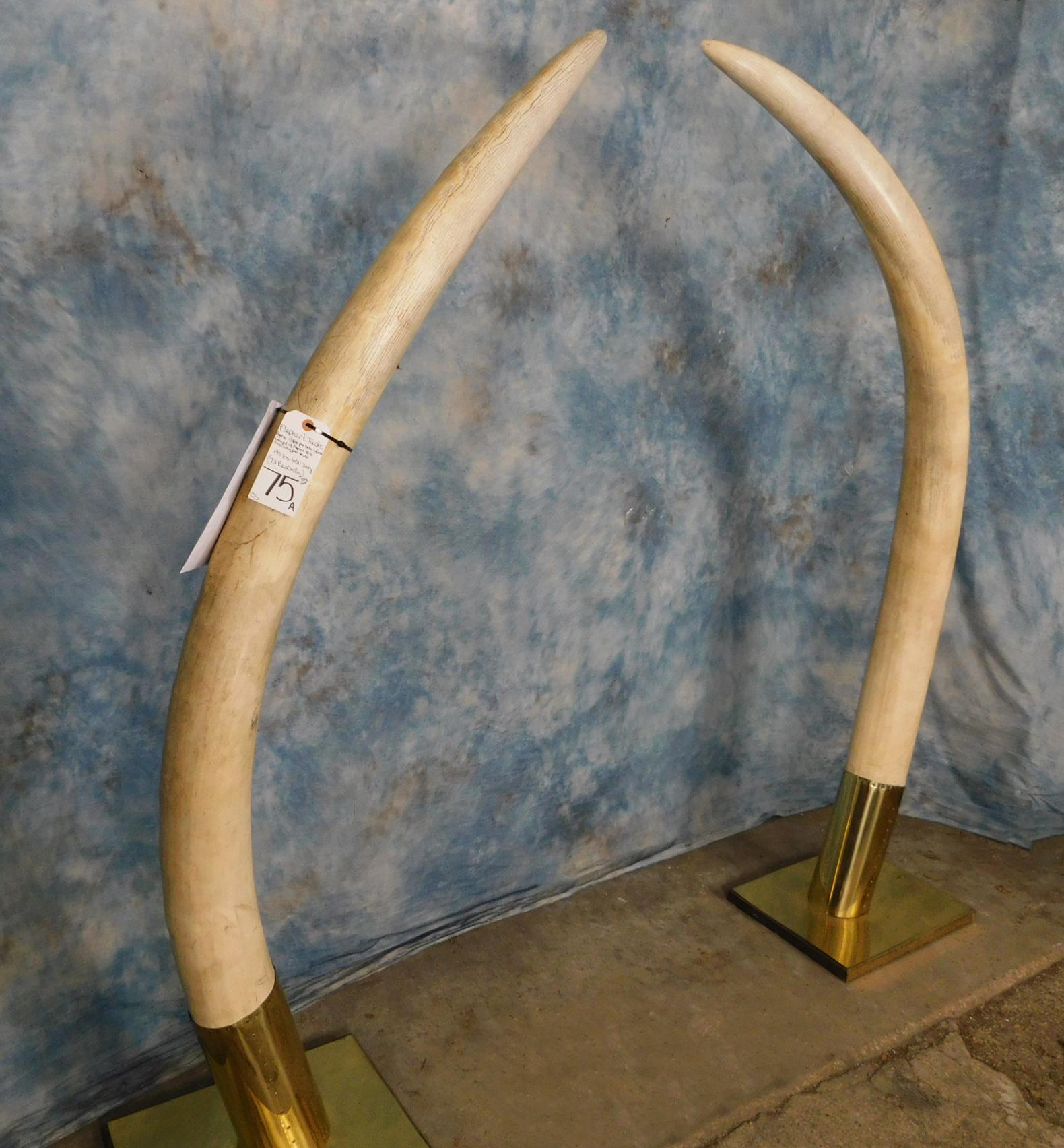 PAIR OF ELEPHANT TUSK  (TX RESIDENTS ONLY)