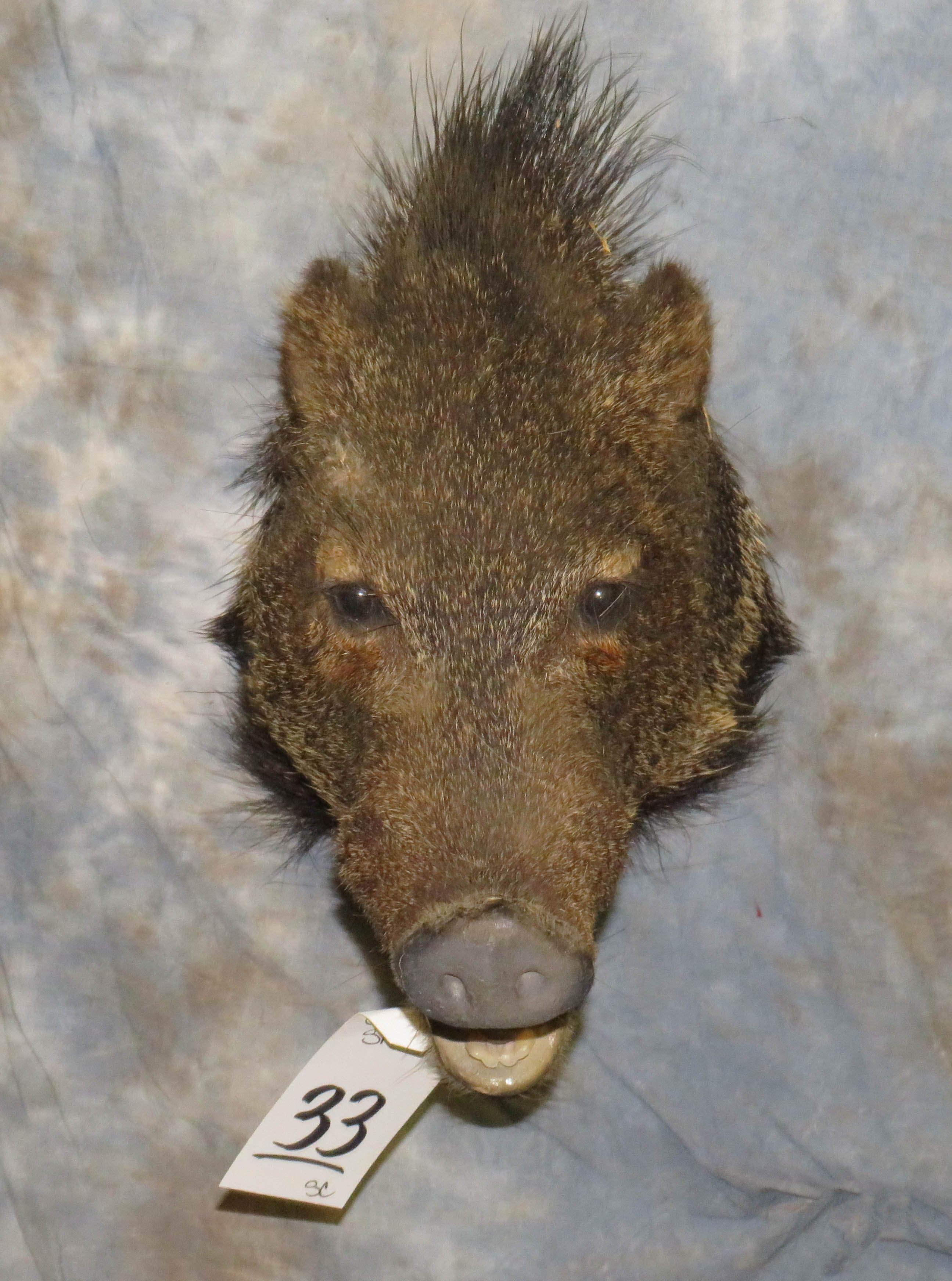 JAVALINA SH MT TAXIDERMY