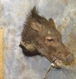 JAVALINA SH MT TAXIDERMY