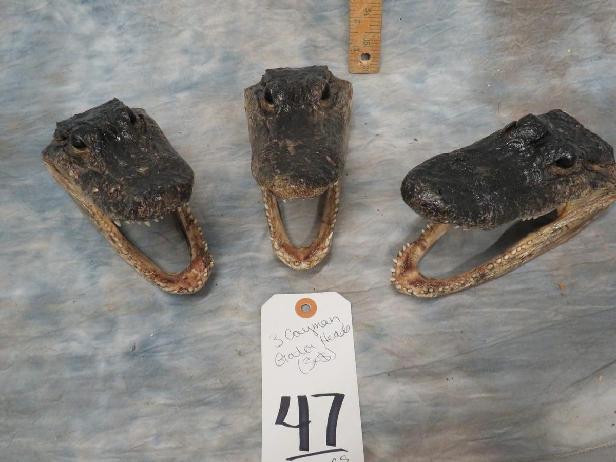 3 CAYMAN GATOR HEADS (3X$)