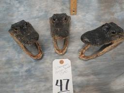 3 CAYMAN GATOR HEADS (3X$)
