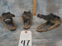 3 CAYMAN GATOR HEADS (3X$)