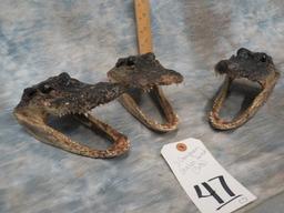 3 CAYMAN GATOR HEADS (3X$)