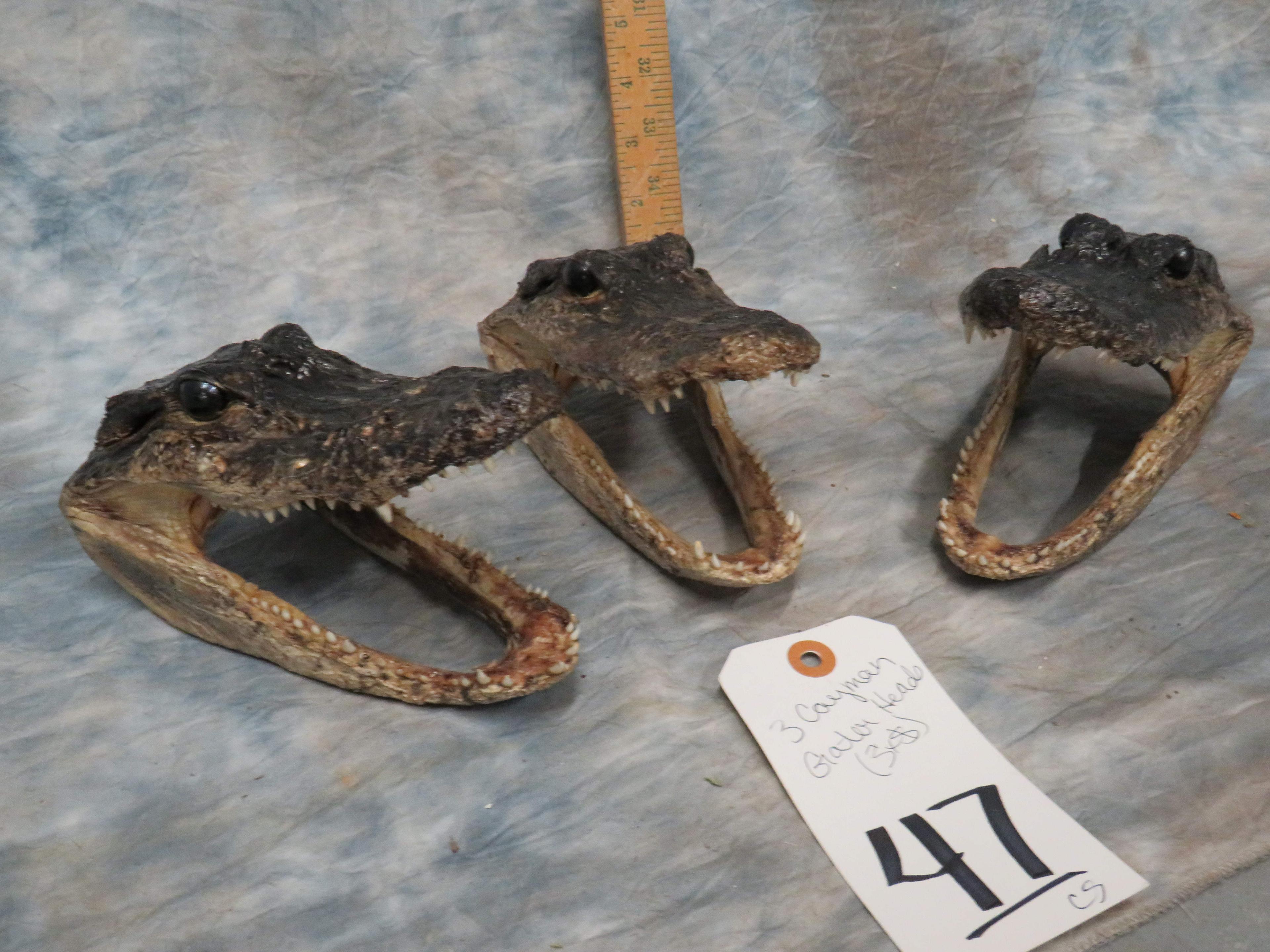 3 CAYMAN GATOR HEADS (3X$)