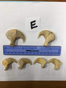 6 AFRICAN LION CLAWS (6x$) (TX RES)  TAXIDERMY