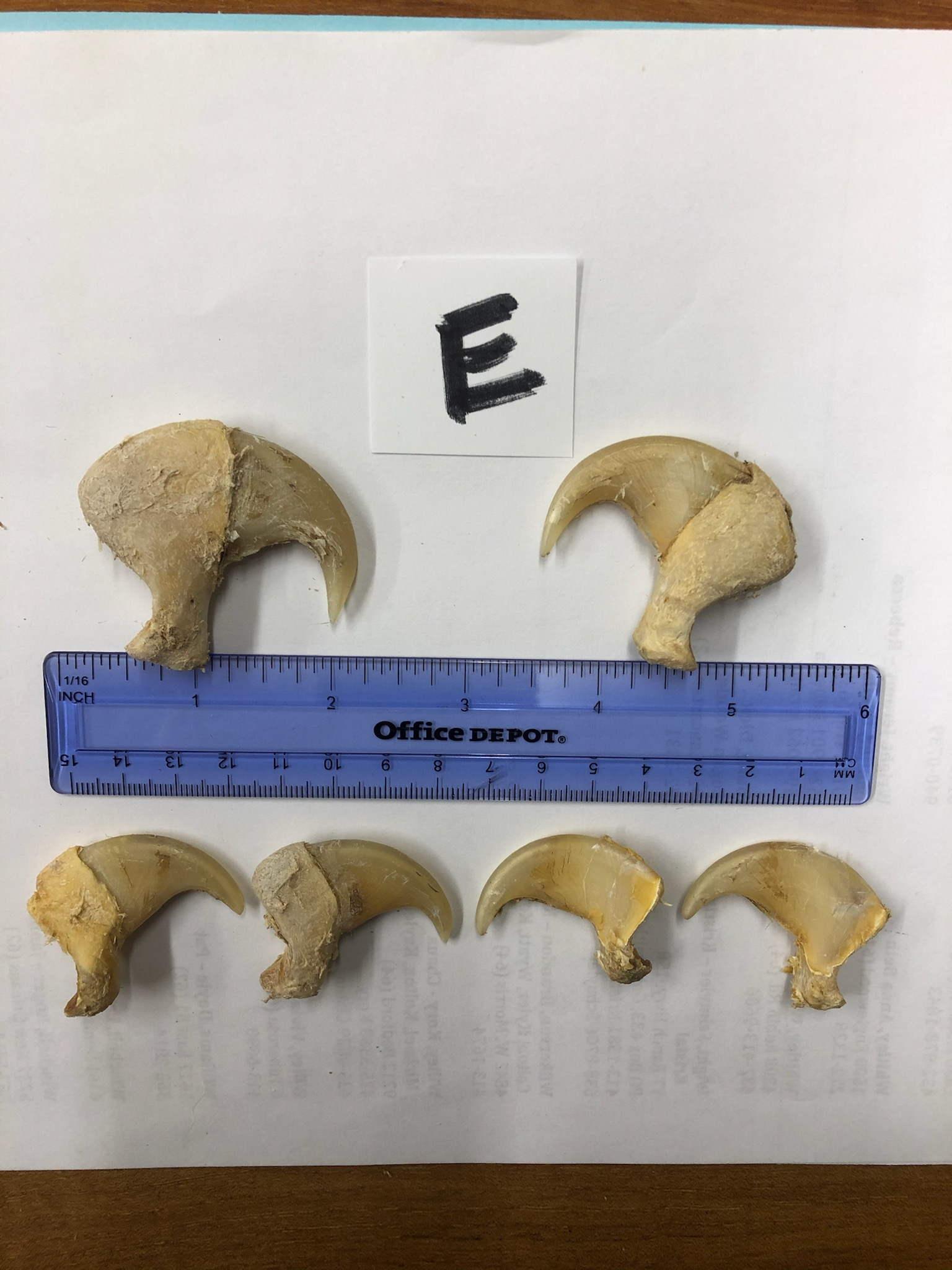 6 AFRICAN LION CLAWS (6x$) (TX RES)  TAXIDERMY