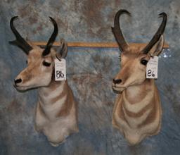 2 PRONGHORN ANTELOPES (2X$) TAXIDERMY