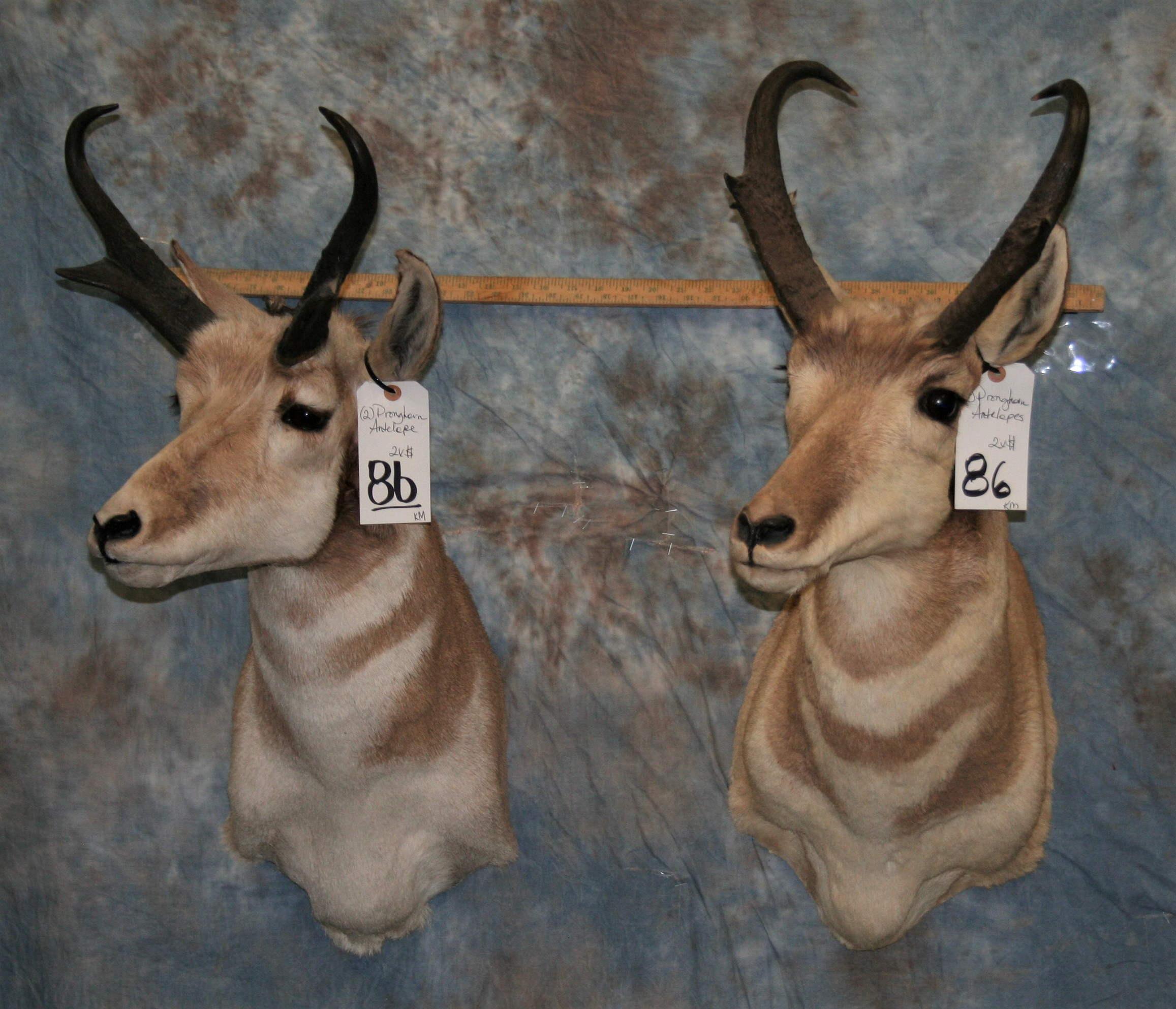 2 PRONGHORN ANTELOPES (2X$) TAXIDERMY