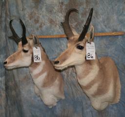 2 PRONGHORN ANTELOPES (2X$) TAXIDERMY