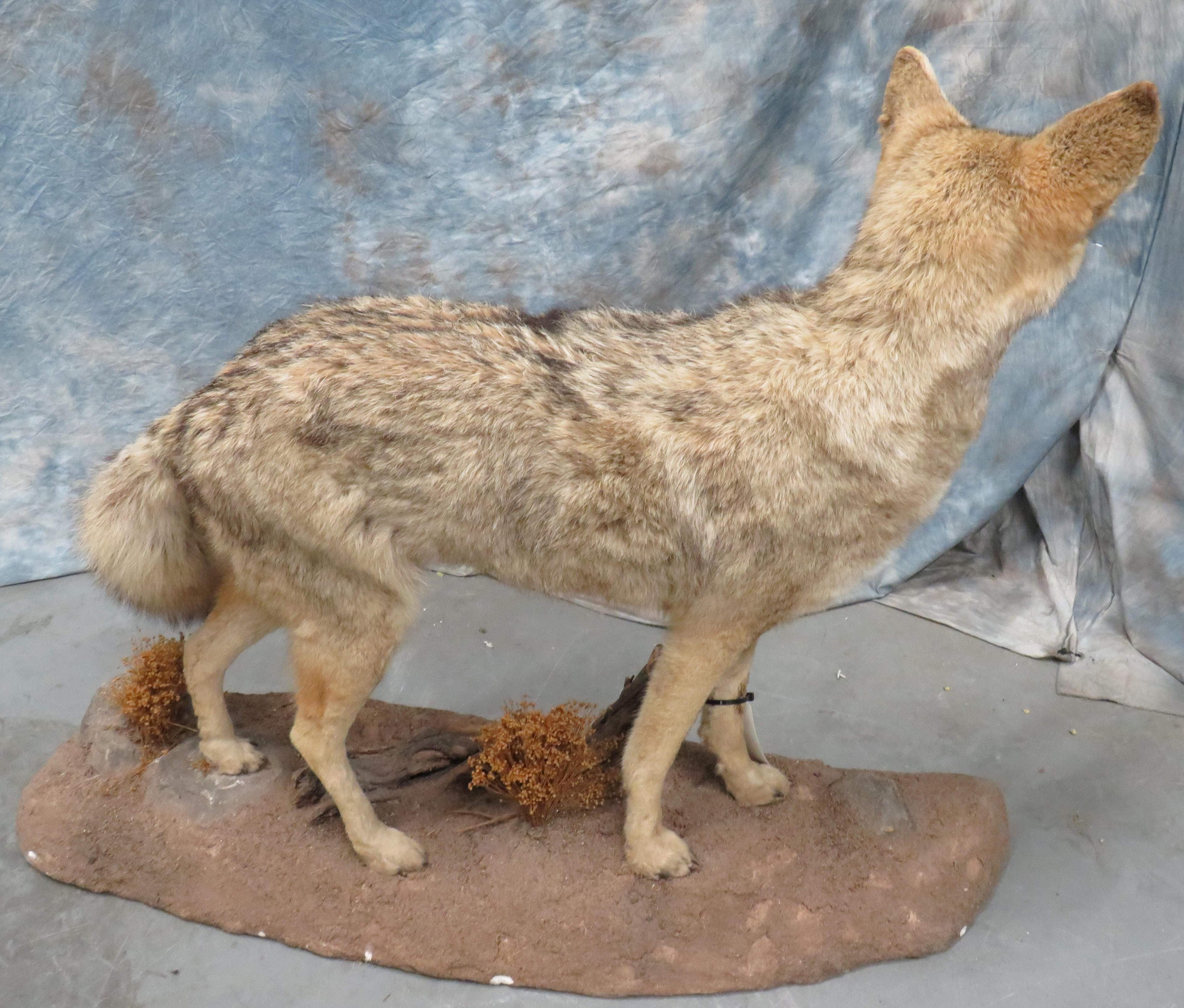 LIFESIZE STANDING WESTERN COYOTE TAXIDERMY