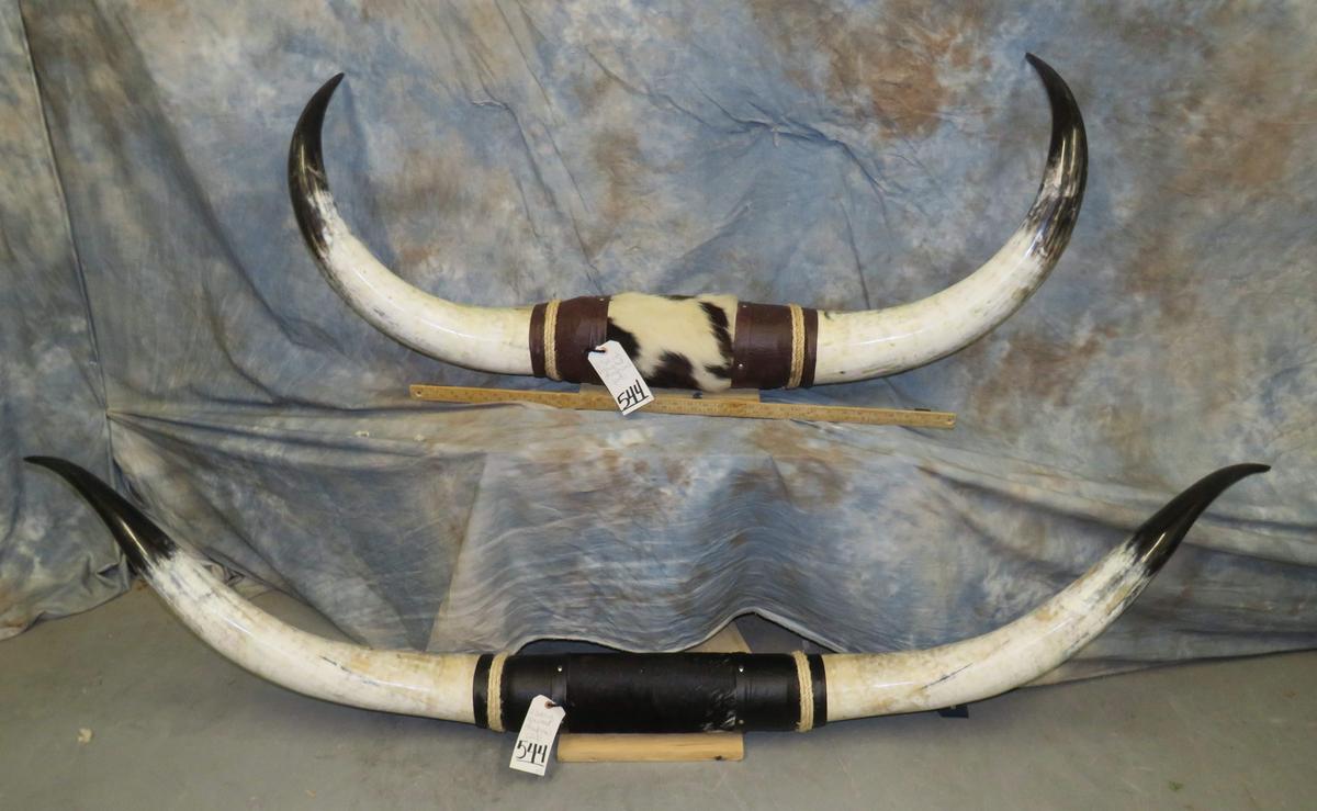 2 SETS OF MOUNTED STEERHORNS (2X$) TAXIDERMY