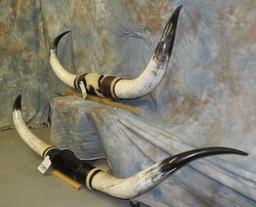 2 SETS OF MOUNTED STEERHORNS (2X$) TAXIDERMY