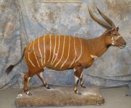 LIFESIZE BONGO TAXIDERMY