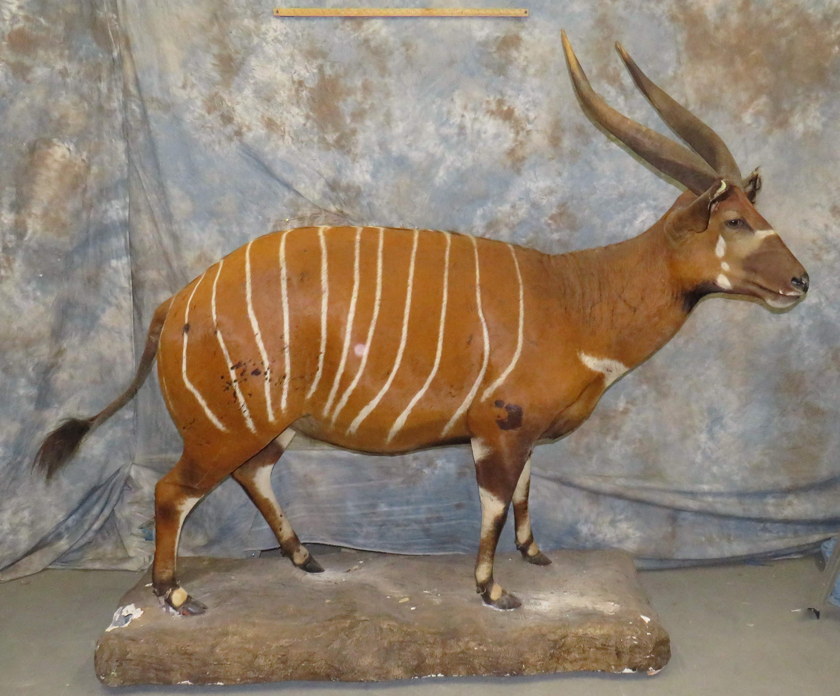 LIFESIZE BONGO TAXIDERMY