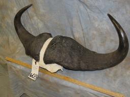 SET OF LARGE CAPE BUFFALO HORNS TAXIDERMY