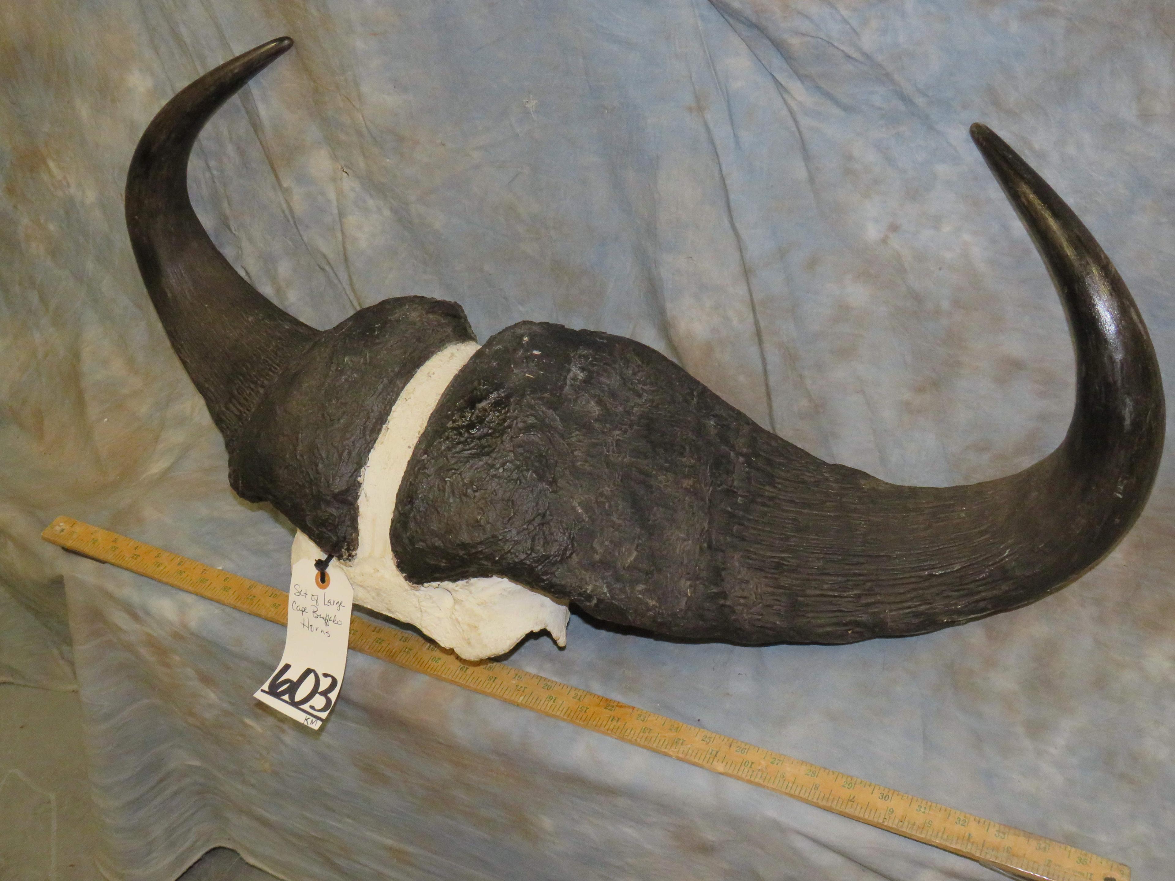 SET OF LARGE CAPE BUFFALO HORNS TAXIDERMY