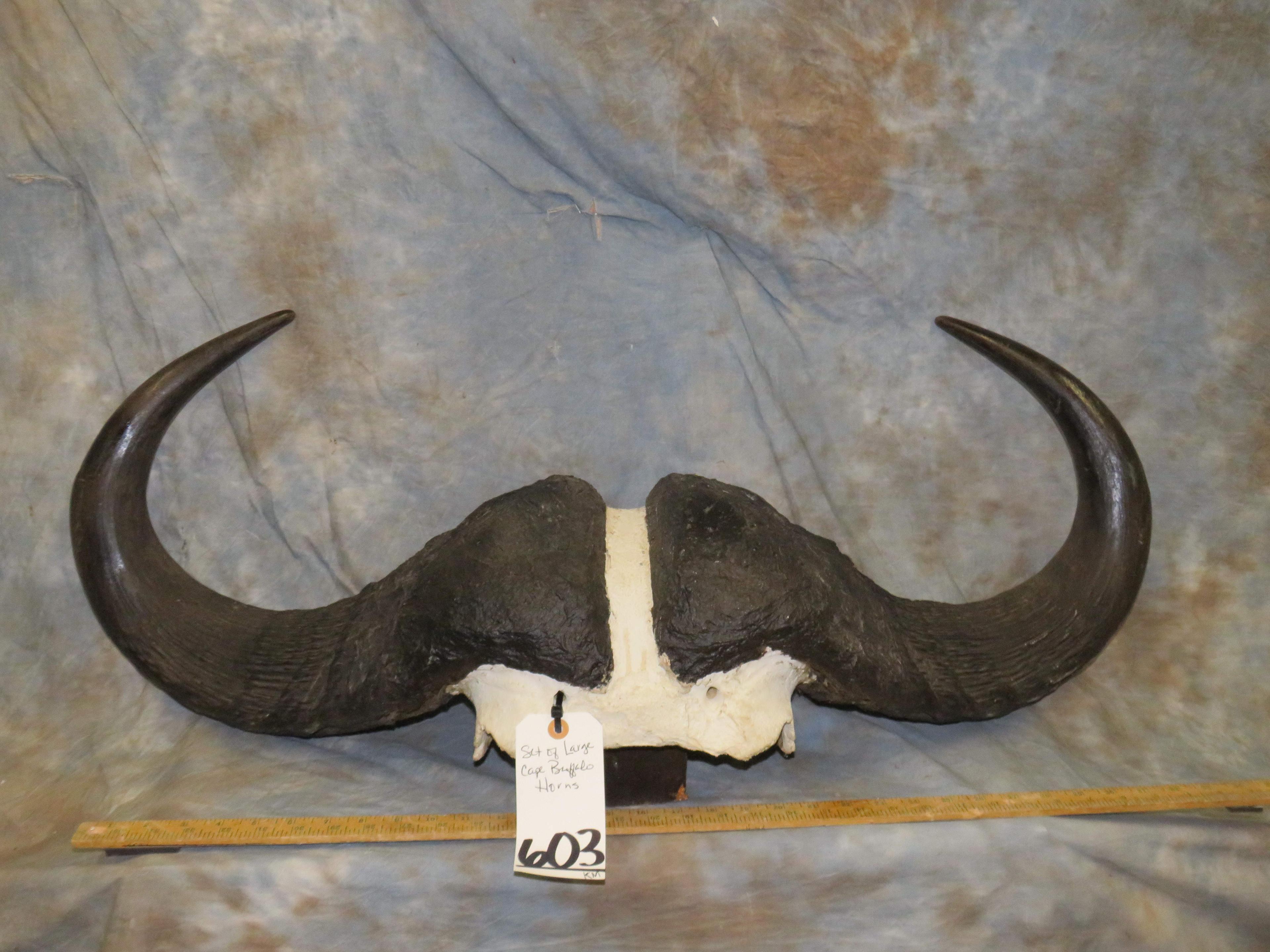 SET OF LARGE CAPE BUFFALO HORNS TAXIDERMY