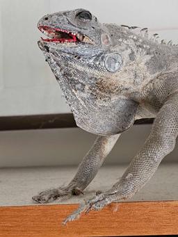 TAXIDERMIED - STUFFED IGUANA