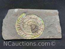 Caloceras Rainbow Ammonite. (Caloceras johnstoni) Jurassic. Lower Lias Beds, Somerset, UK