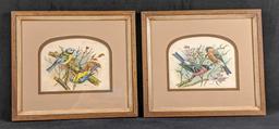 Framed Vintage Vortigern Bird Prints