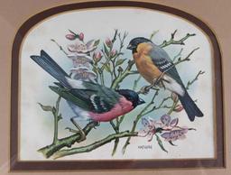 Framed Vintage Vortigern Bird Prints