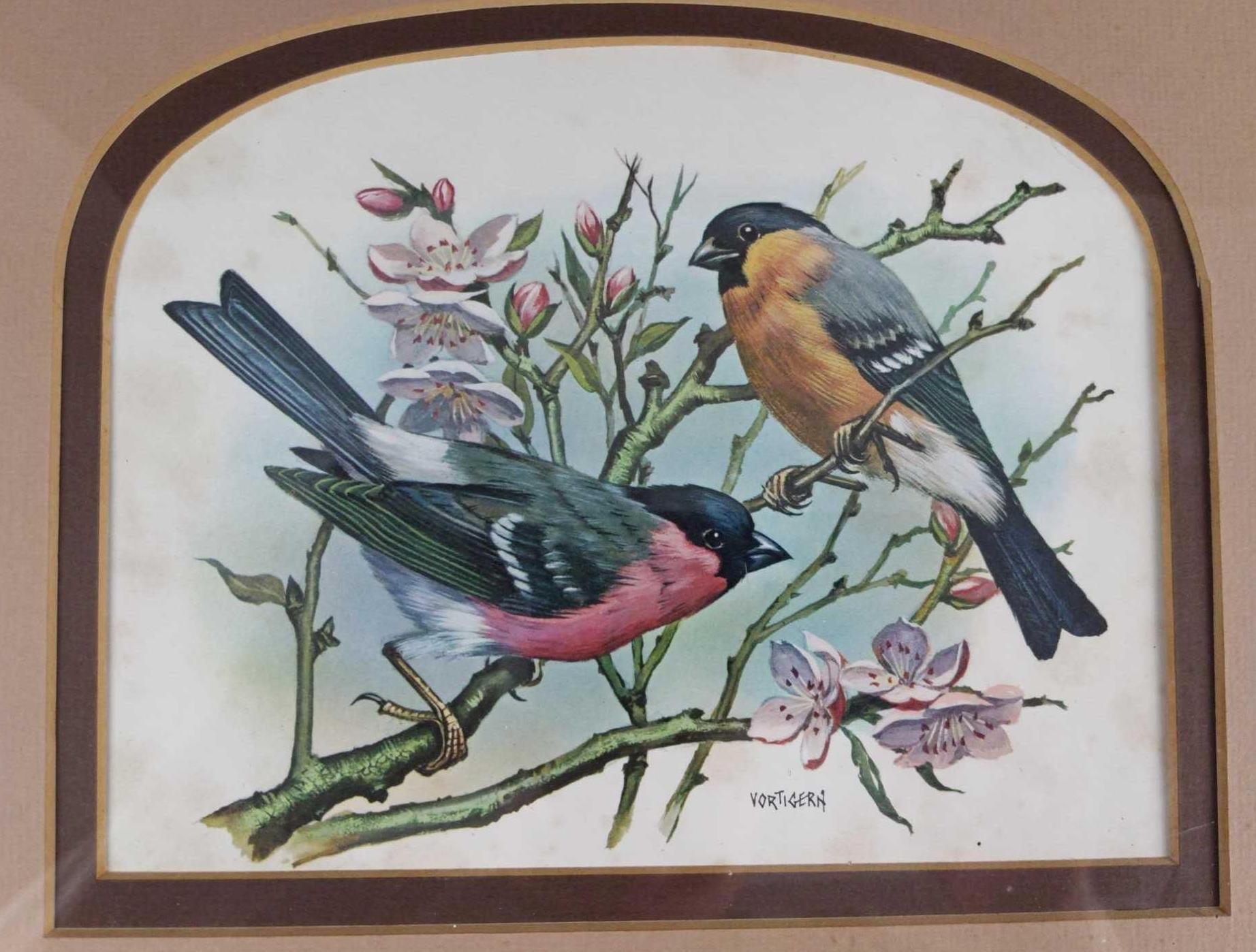 Framed Vintage Vortigern Bird Prints