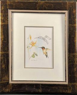 Sue Coleman The Hummingbird Framed Print