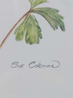 Sue Coleman The Hummingbird Framed Print