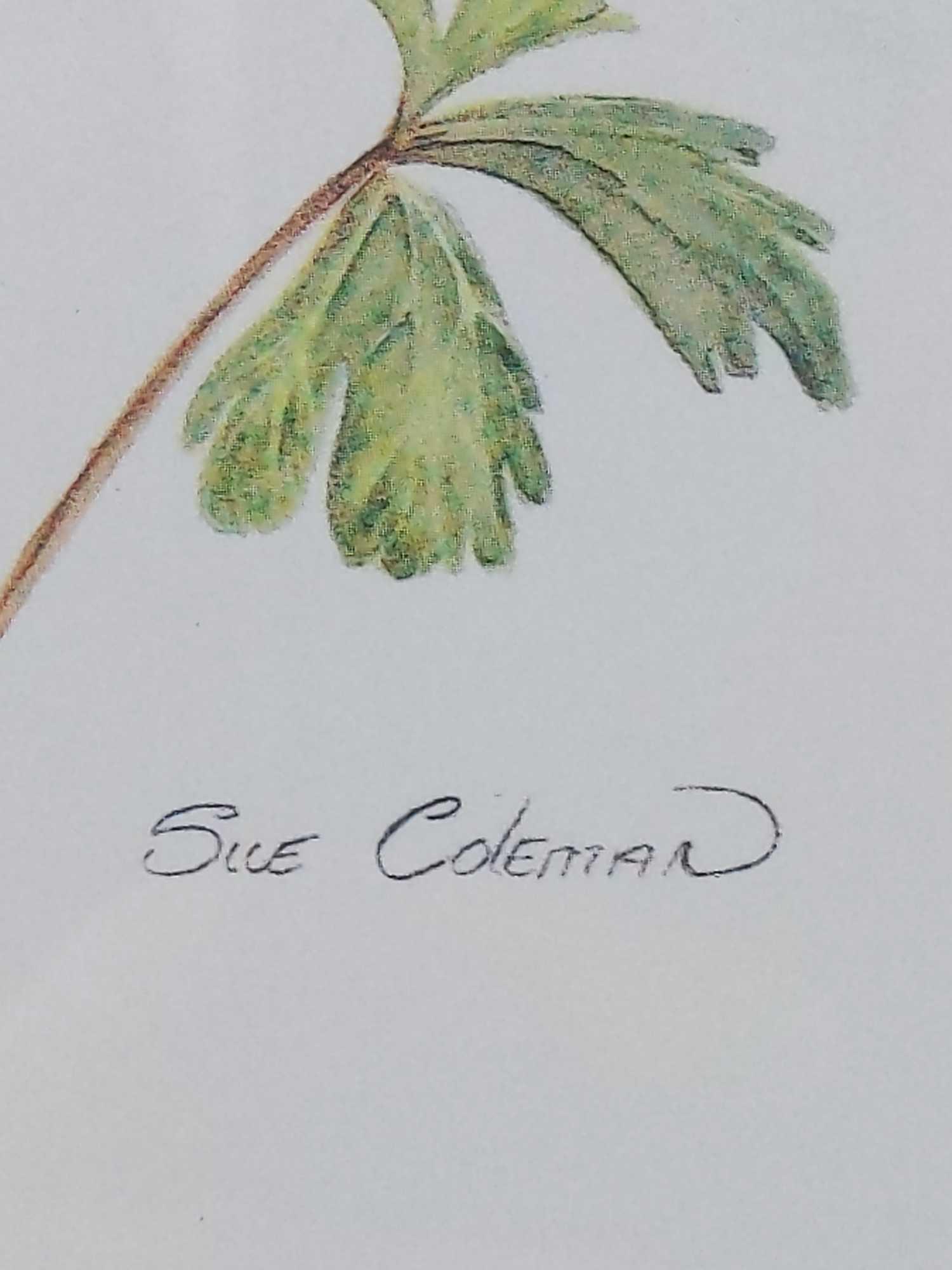 Sue Coleman The Hummingbird Framed Print