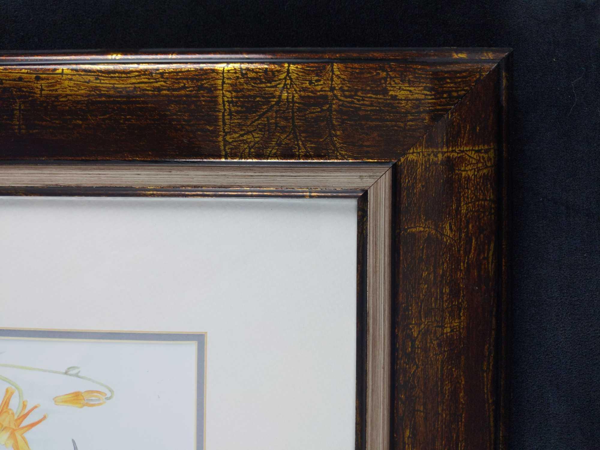 Sue Coleman The Hummingbird Framed Print
