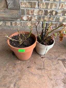 two potted plants