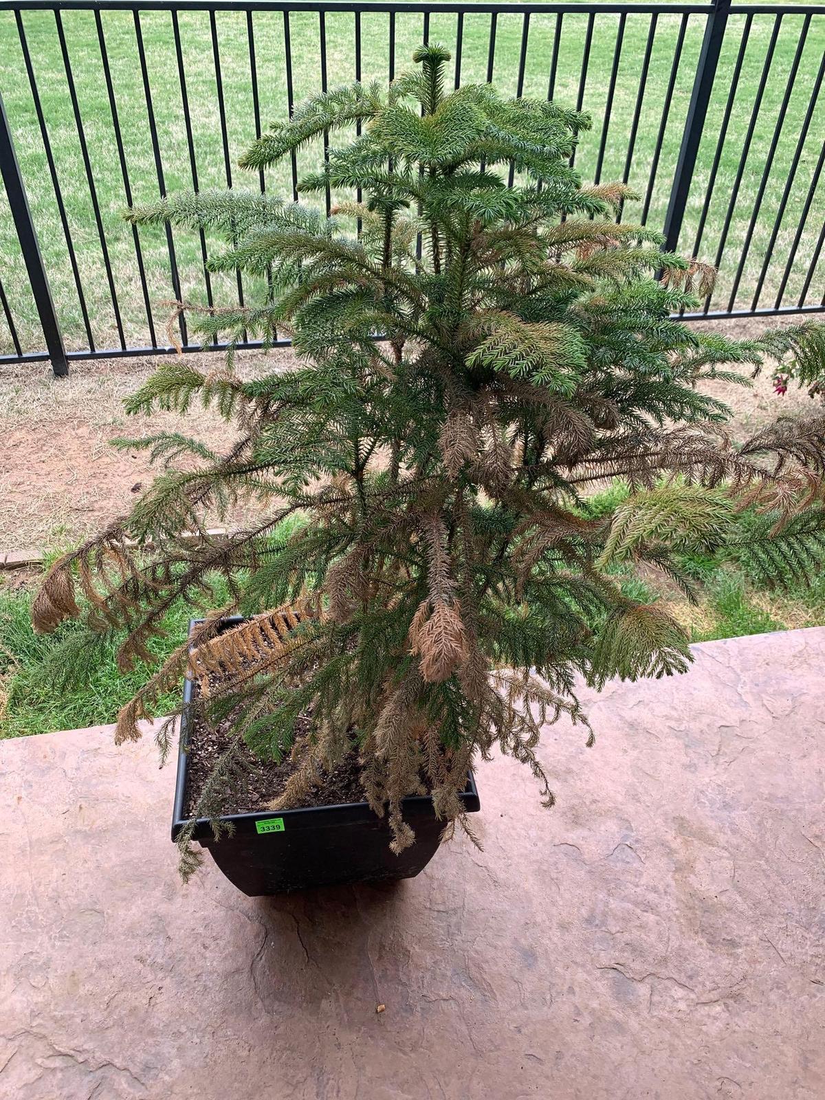 potted tree