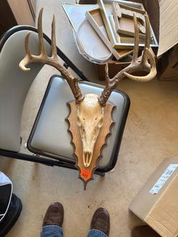 European deer skull mount
