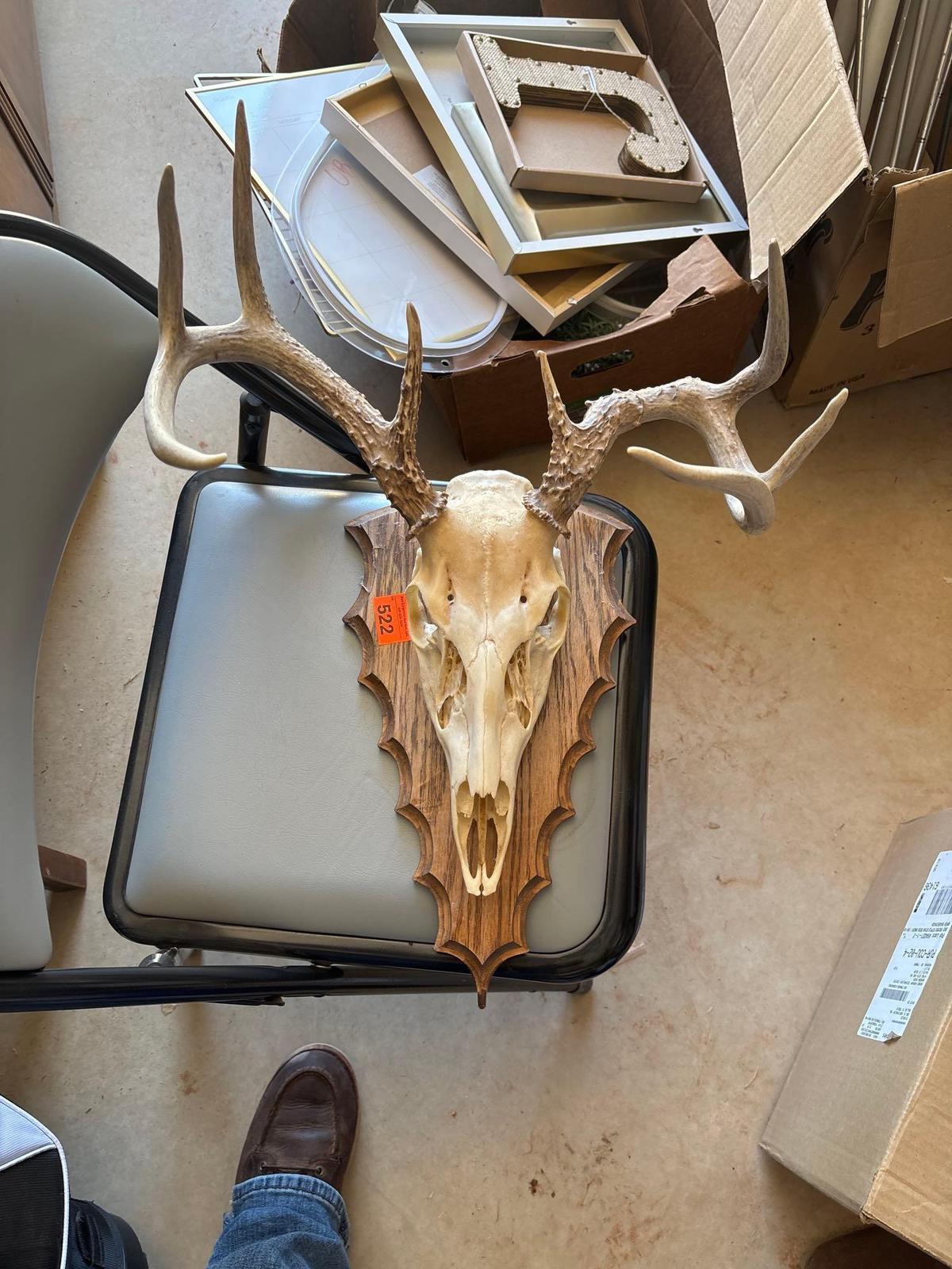 European deer skull mount