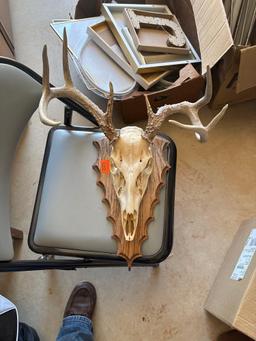 European deer skull mount