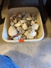 Tote full of various seashells