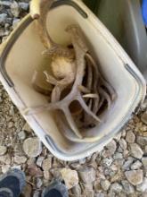 28 qt trash can with deer antlers