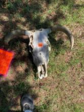 Animal skull