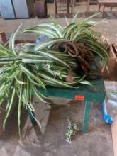 Artificial Plant and Hanger