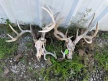 Deer skull