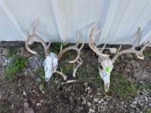 Deer skull
