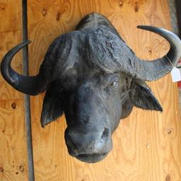 Very large African Cape buffalo shoulder mount with 12" bosses.