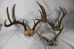 Three sets of capped deer antlers.